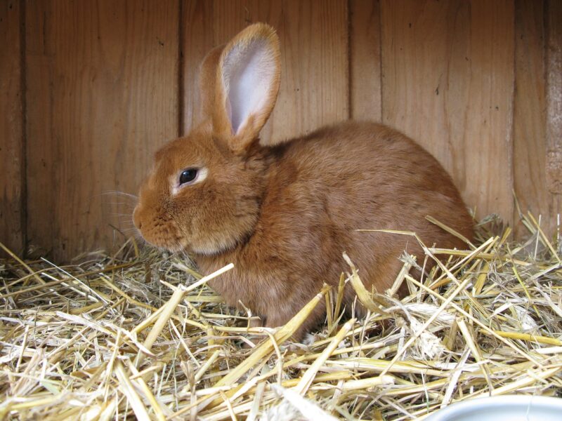 Kaninchenstall Bestseller – Der perfekte Stall für dein Kaninchen